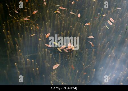 Le nénuphars (Nymphea) laisse et roseaux sur une surface d'eau plate dans le parc national du lac Abant. Yedigöller Bolu Turquie Banque D'Images