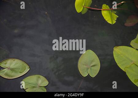 Le nénuphars (Nymphea) laisse et roseaux sur une surface d'eau plate dans le parc national du lac Abant. Yedigöller Bolu Turquie Banque D'Images