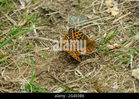 Fritlarie vert foncé (Argynnis aglaja), couples, forêt de Mabie, Dumfries, Écosse du Sud-Ouest Banque D'Images