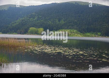 Le nénuphars (Nymphea) laisse et roseaux sur une surface d'eau plate dans le parc national du lac Abant. Yedigöller Bolu Turquie Banque D'Images