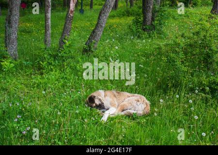 Un berger errant dormant dans les bois dans l'herbe à midi. Banque D'Images