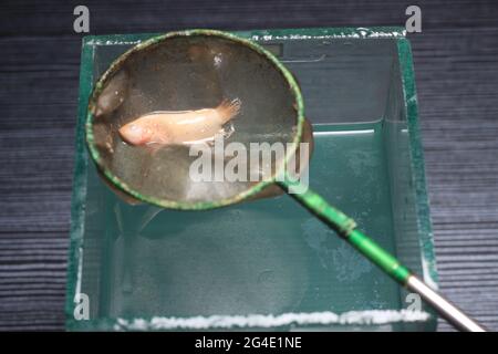 Photo de la mort Soft Big Ear Gold Plakat, écriteau Cupang, Betta, Siamese Figthing Fish at Man Hand Banque D'Images