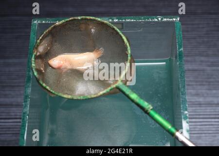 Photo de la mort Soft Big Ear Gold Plakat, écriteau Cupang, Betta, Siamese Figthing Fish at Man Hand Banque D'Images