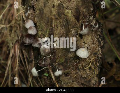 Gros plan de plusieurs petits champignons de capot sur une tige de plante morte qui se tourne vers le sol Banque D'Images