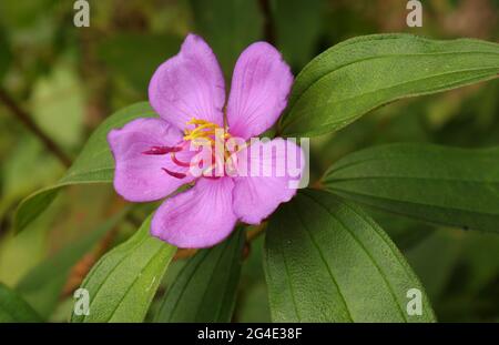 Gros plan d'une fleur de mélastome Malabar mauve avec peu de feuilles Banque D'Images