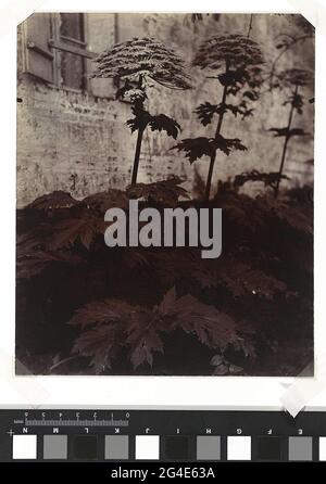 . Eugène Atget est l'un des photographes les plus connus pour documenter Paris au XXe siècle. Il a photographié d'innombrables rues, intérieurs, lampadaires et autres meubles de rue. Ses études sur les plantes – prises à Paris et en dehors de Paris sont moins connues. Après la mort d’Atget en 1927, ses photographies d’un Paris disparu ont assuré sa réputation d’être l’une des figures les plus importantes et les plus aimées de l’histoire de la photographie. Banque D'Images