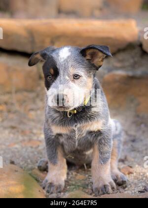 Un portrait complet d'un chien de boucherie australien (Blue Heeler) avec le chiot assis en regardant l'appareil photo Banque D'Images