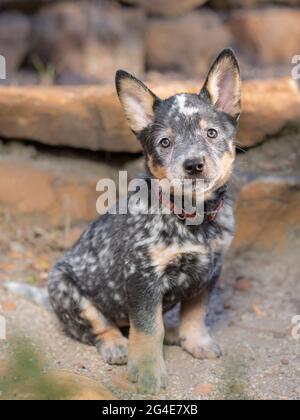 Un portrait complet d'un chien de boucherie australien (Blue Heeler) avec le chiot assis en regardant l'appareil photo Banque D'Images