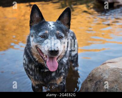 Un jeune chien de bétail australien (Blue Heeler) debout dans la rivière face à la caméra avec sa bouche ouverte de près Banque D'Images