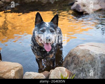 Un jeune chien de bétail australien (Blue Heeler) debout dans la rivière face à la caméra avec sa bouche ouverte Banque D'Images