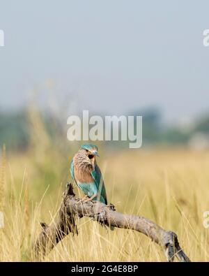 Oiseau en colère rouleau indien ou Coracias benghalensis avec expression et bec ouvert perchés sur la branche au parc national de ranthambore rajasthan inde Banque D'Images