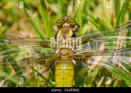 Gros plan / vue macro d'une dragonfly à gros corps féminin en Angleterre, au Royaume-Uni, en juin. Banque D'Images