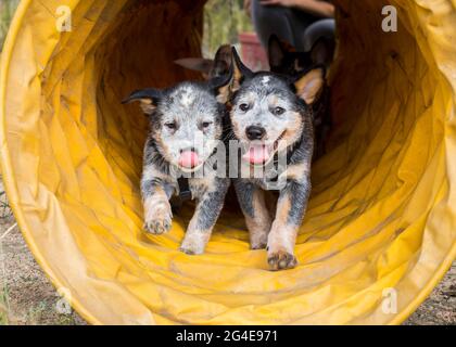 Joyeux chien de bétail australien (Blue Heeler) chiots courir à travers un tunnel d'agilité s'amuser Banque D'Images
