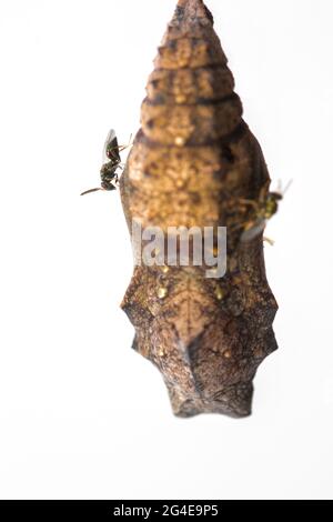 La guêpe parasite, Pteromalus puparum, a récemment émergé sur le côté d'UN petit Tortoiseshell,Aglais urticae,pupae Banque D'Images