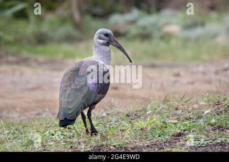 Un oiseau hadeda ibis (Bostrychia hagedash) debout sur le sol en quête de nourriture Banque D'Images