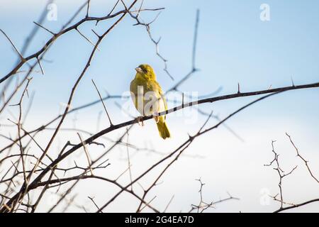 Village Weaver (Ploceus cucullatus) oiseau jaune perché dans un arbre à fond bleu ciel Banque D'Images