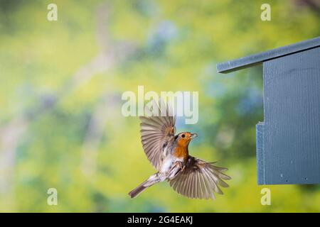 Rotkehlchen, Am Nistkasten, Halbhöhle, Halbhöhlenkasten, Anflug mit Futter, Beute, Fütterung der Küken, Fliegend, Flug, Flugbild, Erithacus rubecula, Banque D'Images