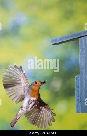 Rotkehlchen, Am Nistkasten, Halbhöhle, Halbhöhlenkasten, Anflug mit Futter, Beute, Fütterung der Küken, Fliegend, Flug, Flugbild, Erithacus rubecula, Banque D'Images