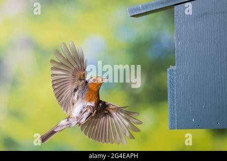 Rotkehlchen, Am Nistkasten, Halbhöhle, Halbhöhlenkasten, Anflug mit Futter, Beute, Fütterung der Küken, Fliegend, Flug, Flugbild, Erithacus rubecula, Banque D'Images