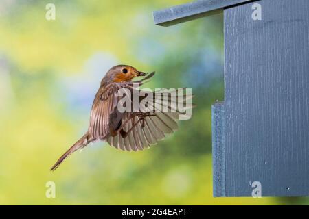 Rotkehlchen, Am Nistkasten, Halbhöhle, Halbhöhlenkasten, Anflug mit Futter, Beute, Fütterung der Küken, Fliegend, Flug, Flugbild, Erithacus rubecula, Banque D'Images