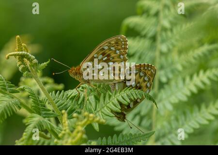 Fritlarie vert foncé (Argynnis aglaja), couples, forêt de Mabie, Dumfries, Écosse du Sud-Ouest Banque D'Images