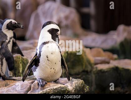 Manchot africain - Penguin Jackass debout sur les rochers toilettant ses plumes Banque D'Images