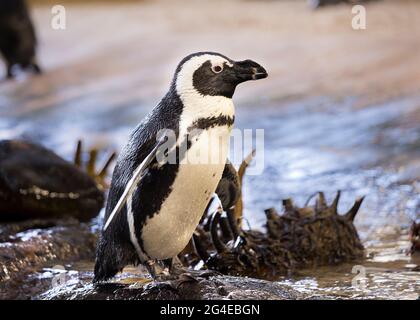 Pingouin africain - Penguin Jackass debout sur les rochers regardant la caméra Banque D'Images