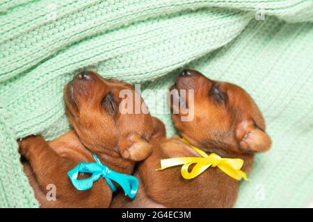 Deux chiots d'une couvée : odon d'un bleu, l'autre d'un ruban jaune autour de son cou. Deux chiots nouveau-nés reposent sur une couverture tricotée chaude. Banque D'Images