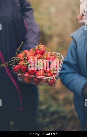 Gros plan de mère et fils cueillant des fraises fraîches dans un champ Banque D'Images