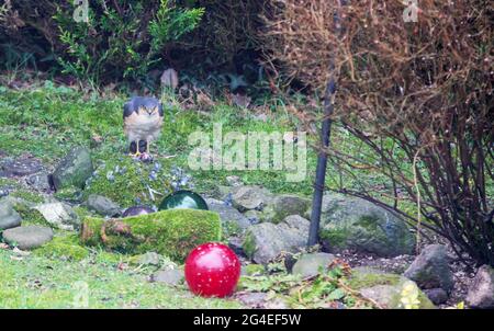 Un mâle de Sparrowhawk eurasien, Accipiter nisus dans un jardin d'Ambleside, Lake District, Royaume-Uni avec proie. Banque D'Images