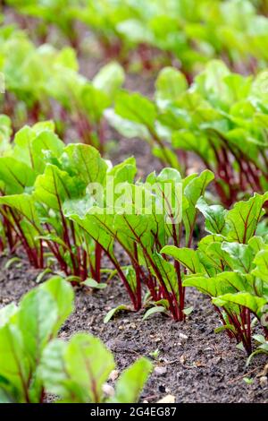 Des rangées de plantules de globe F1 'Cardeal' de betterave (Beta vulgaris) poussent dans un lit Banque D'Images