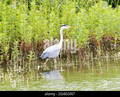 Héron cendré (Ardea cinerea) Banque D'Images