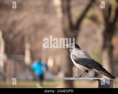 Photo d'une foule à capuchon debout sur l'herbe. Le corbeau à capuchon est une espèce d'oiseau eurasien du genre Corvus. Largement distribué, il est également connu locala Banque D'Images