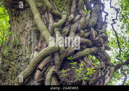Un tronc de chêne (Quercus robur) avec des tiges épaisses de lierre (Helix hedera) grimpant son tronc à Castle Combe, Wiltshire, au sud-ouest de l'Angleterre