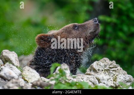 Ours brun sauvage (Ursus arctos) sur l'étang dans la forêt d'été. Animal dans l'habitat naturel. Scène de la faune Banque D'Images