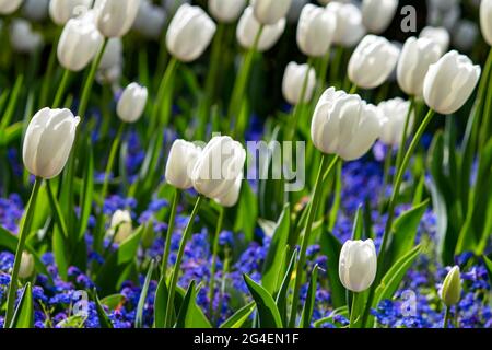 Tulipes blanches fleurissant pendant la saison printanière Banque D'Images