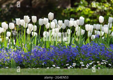 Tulipes blanches fleurissant pendant la saison printanière Banque D'Images