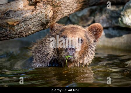 Ours brun sauvage (Ursus arctos) sur l'étang dans la forêt d'été. Animal dans l'habitat naturel. Scène de la faune Banque D'Images