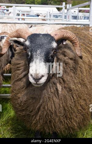 Moutons à face noire au Drymen Agricultural Show, Stirlingshire, Écosse Banque D'Images