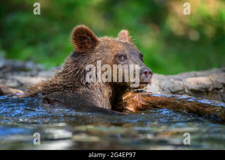 Ours brun sauvage (Ursus arctos) sur l'étang dans la forêt d'été. Animal dans l'habitat naturel. Scène de la faune Banque D'Images