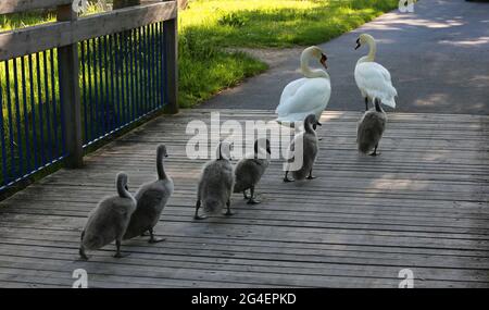 Bébé Schwäne mit Eltern in Sulzbach Rosenberg. Amberg, Oberpfalz, Bayern Banque D'Images