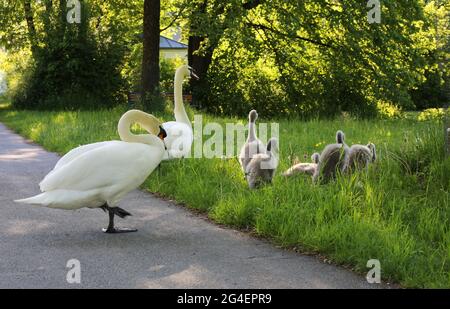 Bébé Schwäne mit Eltern in Sulzbach Rosenberg. Amberg, Oberpfalz, Bayern Banque D'Images