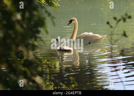 Bébé Schwäne mit Eltern in Sulzbach Rosenberg. Amberg, Oberpfalz, Bayern Banque D'Images