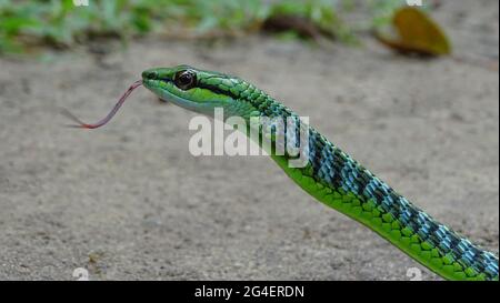 Serpent d'arbre vert d'Andaman, Dendrelaphis andamanensis, Anderson, 1871, NON VENIMEUX, COMMUNE endémique aux îles Andaman et Little Andaman Banque D'Images