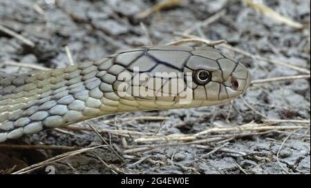 Andaman King Cobra, Ophiophage hannah, Cantor, 1836, VENIMEUX, RARE , Iles Andaman, Inde Banque D'Images