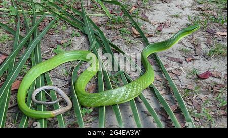 Serpent à queue rouge , Gonyosoma oxycephalum, Boie, 1827. NON VENIMEUX, RARES îles Andaman et Little Andaman en Inde. Ailleurs : dans tout le S Banque D'Images