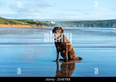 Chien sur Woolacombe Beach, un tronçon de cinq kilomètres de sable primé, Devon. Banque D'Images