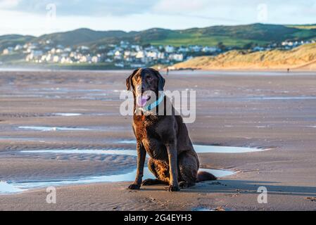 Chien sur Woolacombe Beach, un tronçon de cinq kilomètres de sable primé, Devon. Banque D'Images