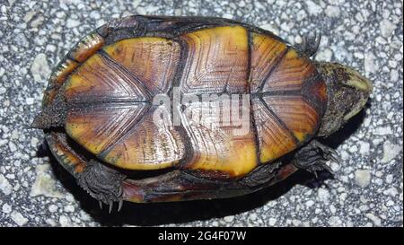 Tortue mud de Floride, Kinosternon subrubrum steindachneri. L'espèce est endémique à l'État de Floride aux États-Unis Banque D'Images