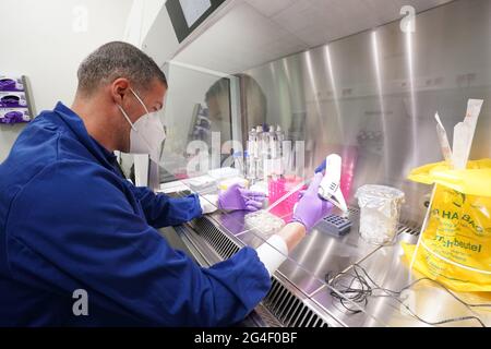 Schenefeld, Allemagne. 21 juin 2021. Le scientifique Inaki de Diego Martinez Pipets un échantillon dans le Laboratoire biologique XBI sur le campus de l'installation internationale de recherche européenne XFEL. Entre autres choses, des recherches sont menées là sur la structure d'une protéine qui porte le coronavirus dans son enveloppe. Le XFEL européen exploite le plus grand laser à rayons X au monde. Credit: Marcus Brandt/dpa/Alay Live News Banque D'Images